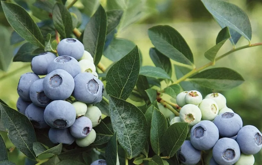 Blue Ribbon Blueberry